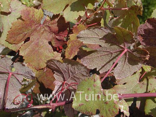 Sierdruif - Vitis vinifera 'Purpurea'
