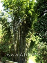 Phyllostachis nigra (Zwarte bamboe of Lakbamboe)