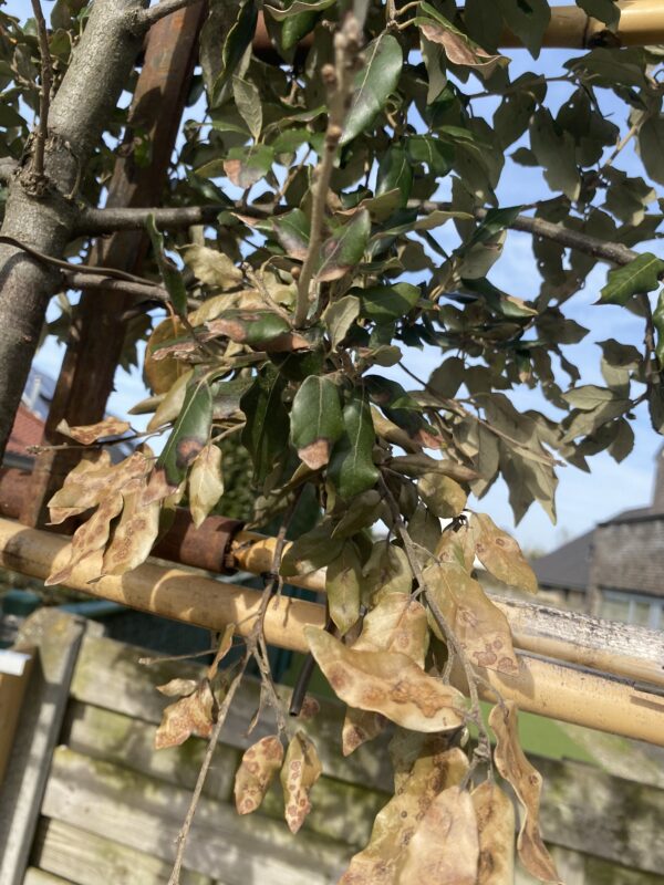 steeneik Quercus ilex blad ziekte vlekken