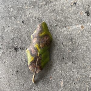 Steeneik blad ziekte