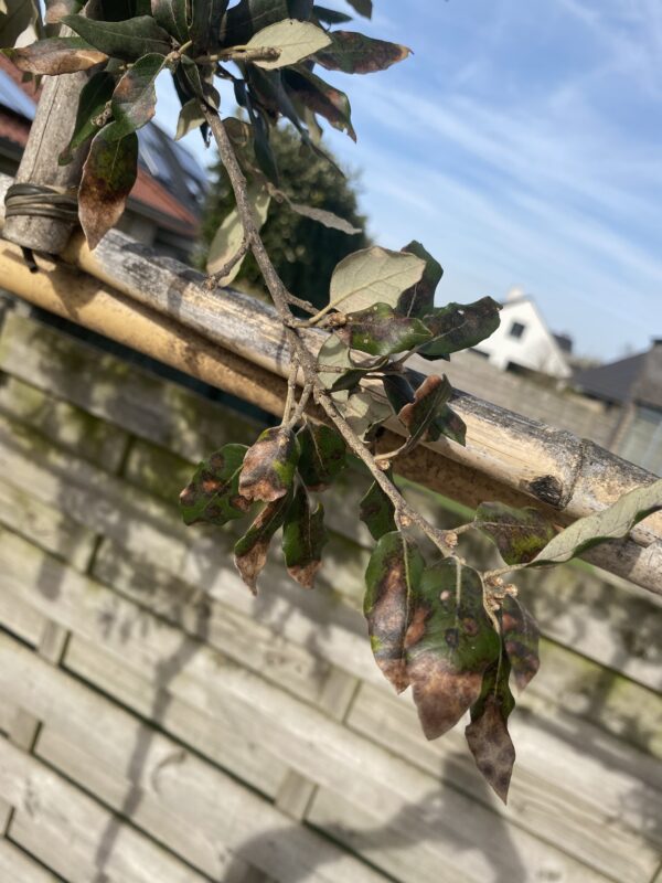 Quercus ilex blad ziekte vlekken