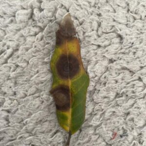 Quercus ilex blad ziekte vlekken
