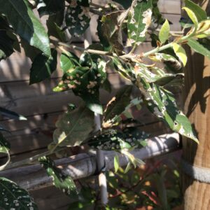 gaten in blad quercus ilex