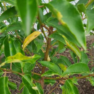 Prunus lusitanica geel blad