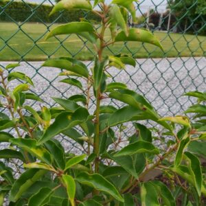 Prunus lusitanica geel blad met gaatjes