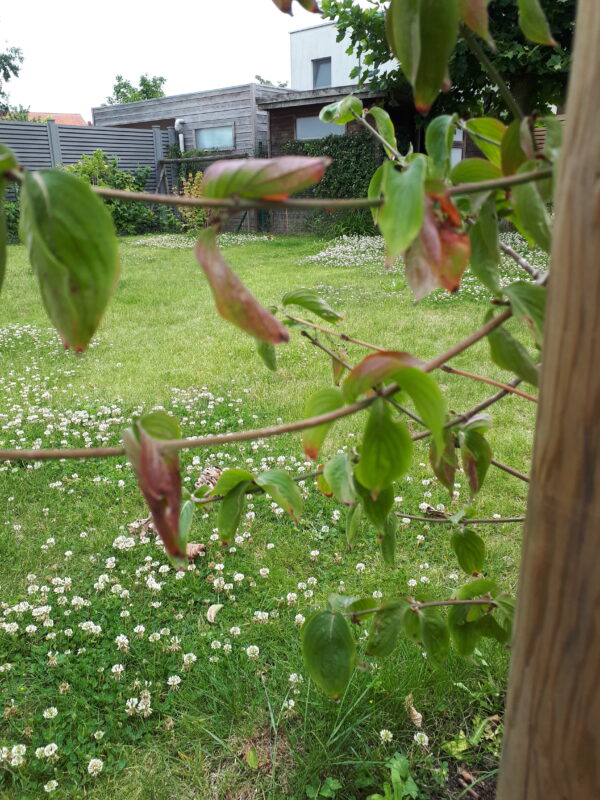 opkrullende blaadjes Cornus mas opkrullende blaadjes Cornus mas