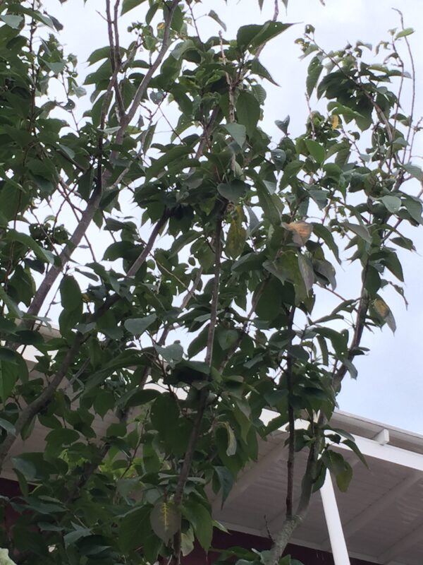 Prunus serrulata Kanzan gele bladeren droogte