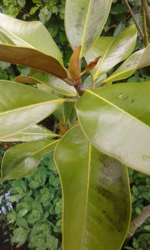 magnolia grandiflora geel blad vorst