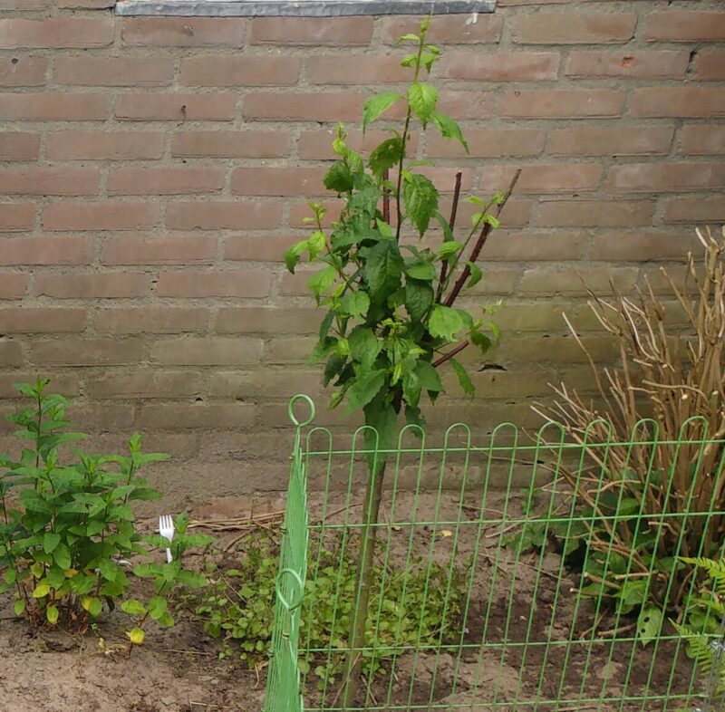 prunus triloba amandelboompje