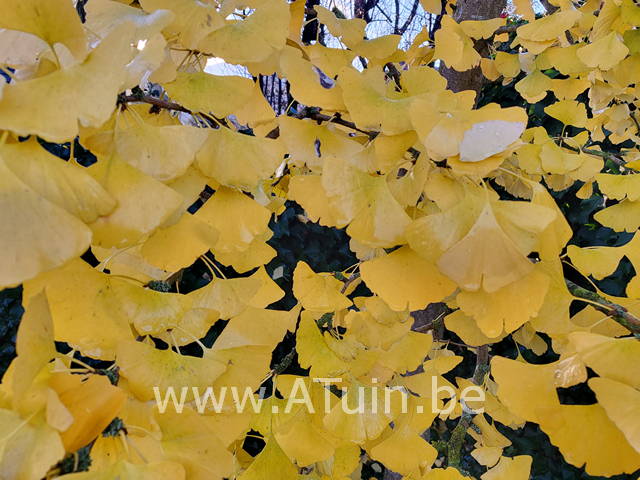 Japanse notenboom - Ginkgo biloba blad herfst