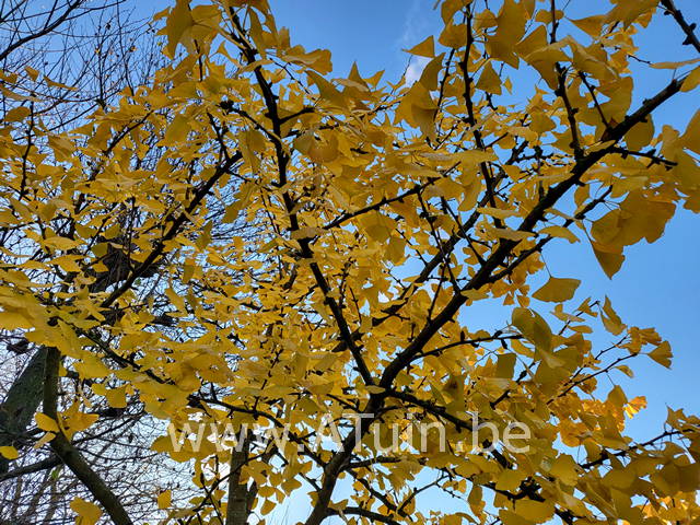 Japanse notenboom - Ginkgo biloba herfst