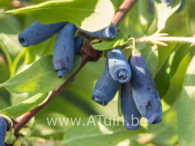 Blauwe honingbes - Lonicera caerulea kamtschatica