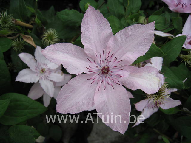 Bosrank - Clematis hagley bloem