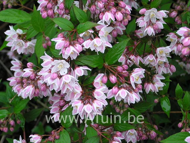 Bruidsbloem - Deutzia purpurascens kalmiiflora