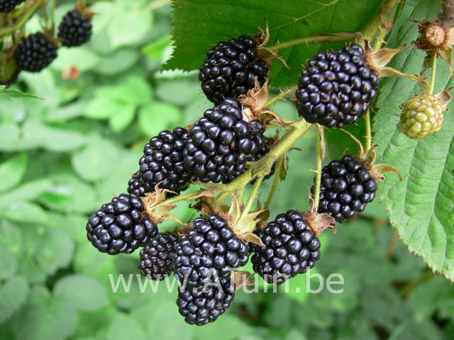 Doornloze braambes - Rubus fruticosus thornfree