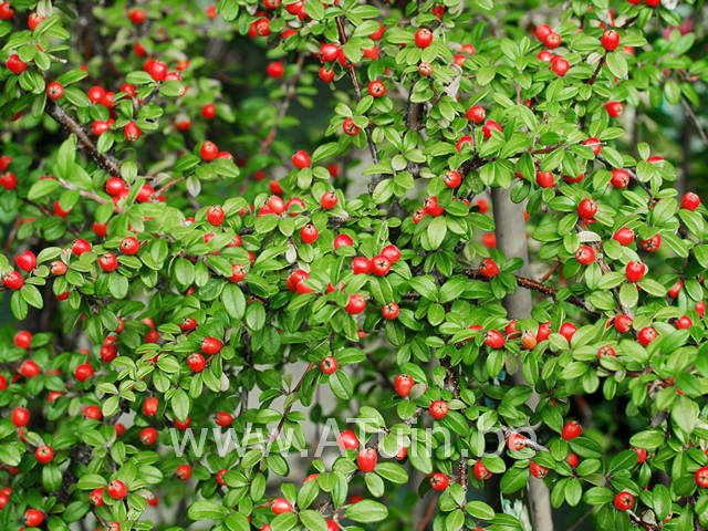 Dwergmispel - Cotoneaster coral beauty