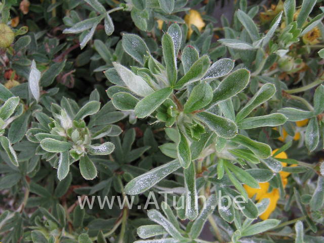 Ganzerik - Potentilla fruticosa goldstar blad