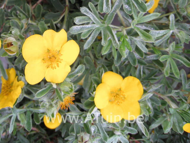 Ganzerik - Potentilla fruticosa goldstar bloem
