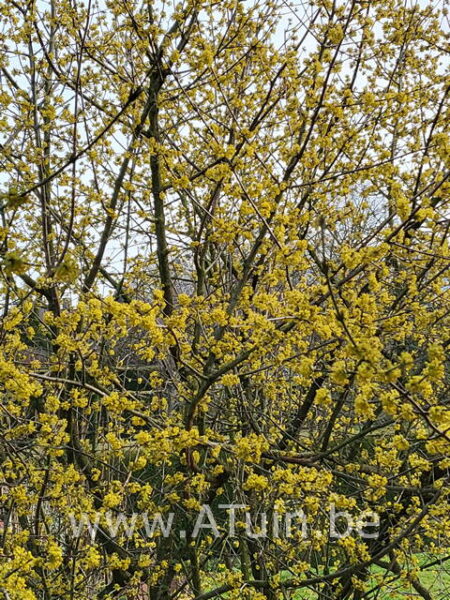 Gele kornoelje -Cornus mas