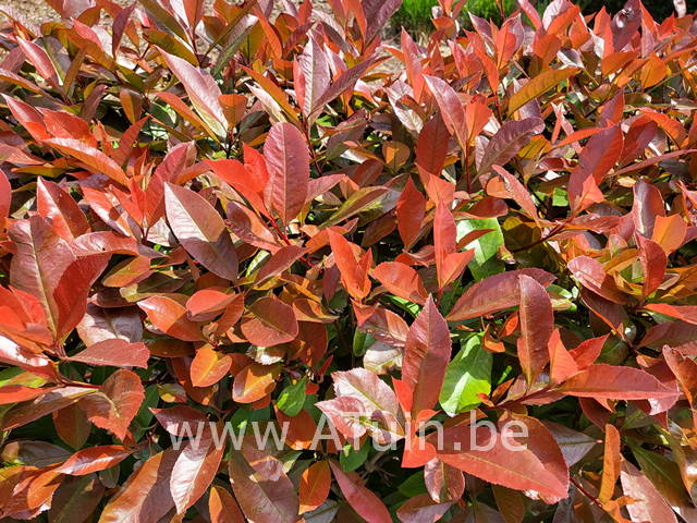 Glansmispel - Photinia fraseri carre rouge blad