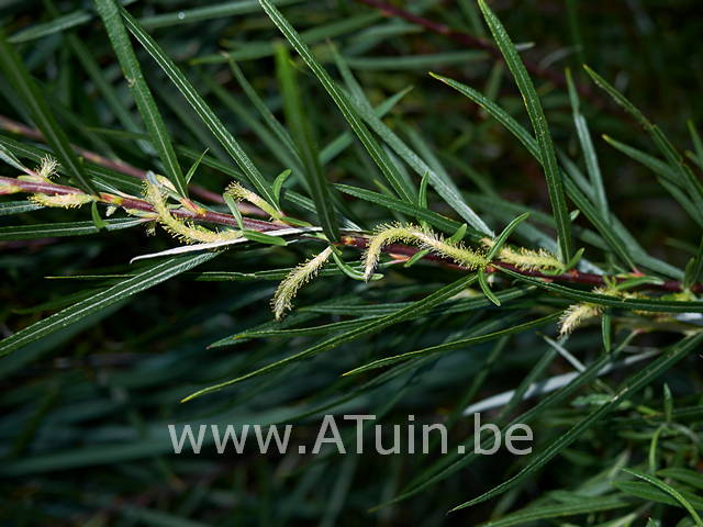 Grijze wilg - Salix elaeagnos angustifolia
