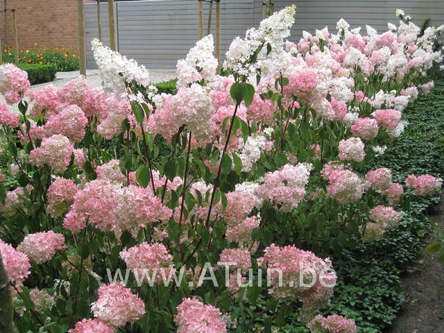 Hortensia - Hydrangea paniculata Pinky winky