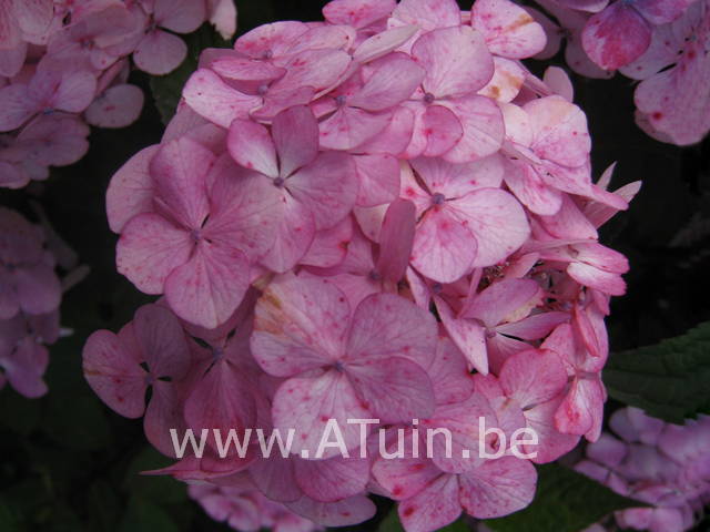 Hortensia - Hydrangea serrata Preziosa bloem