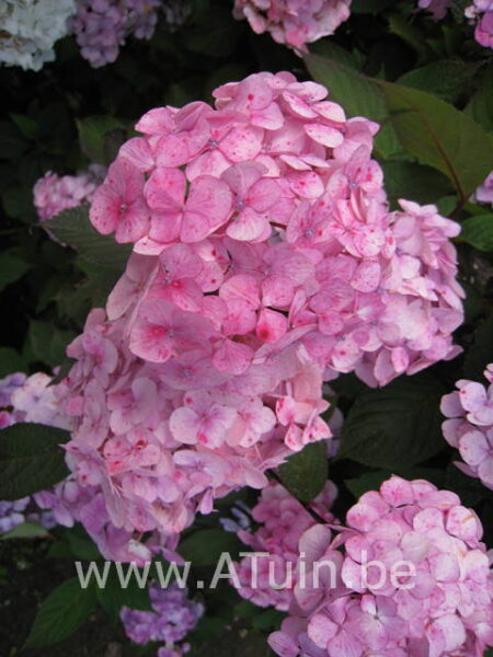 Hortensia - Hydrangea serrata preziosa bloem