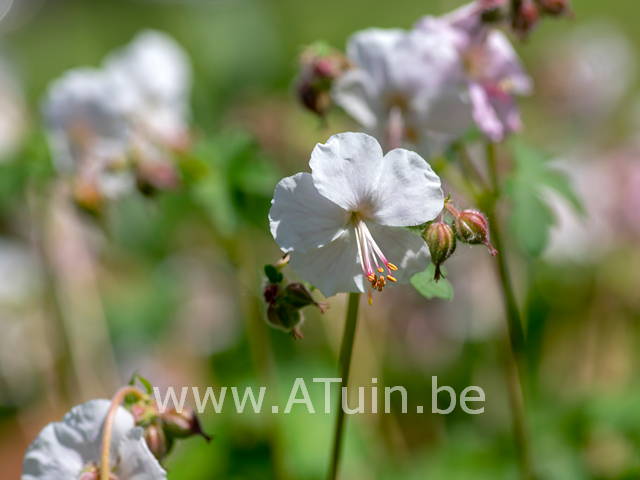 Ooievaarsbek - Geranium cantabrigiense st-ola