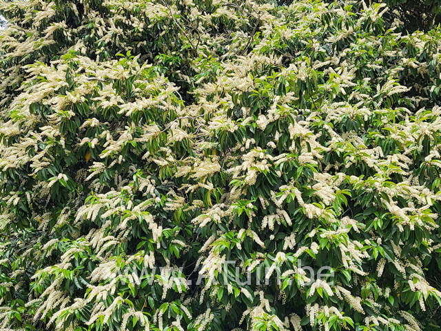 Portugese laurier- Prunus lusitanica - bloei