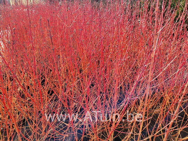 Rode kornoelje - Cornus sanguinea Winter beauty