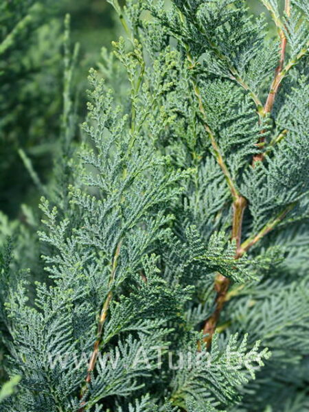 Schijncypres - Chamaecyparis lawsoniana columnaris