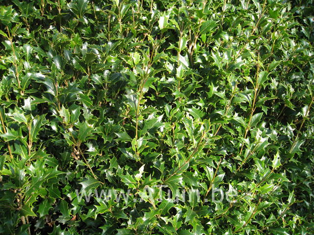 Schijnhulst - Osmanthus heterophyllus - blad