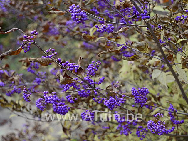 Schoonvrucht - Callicarpa bodinieri Giraldii