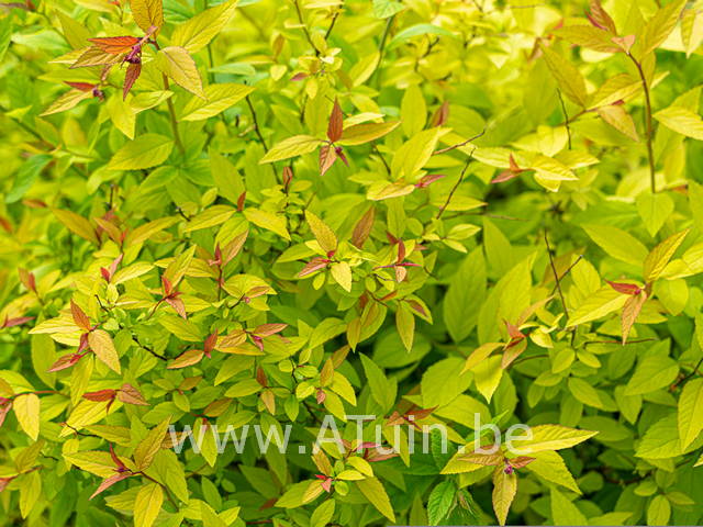 Spierstruik - Spiraea japonica Goldmound