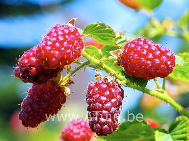 Taybes - Rubus Tayberry