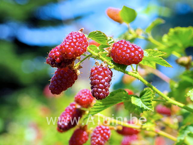 braamboos - Rubus Tayberry