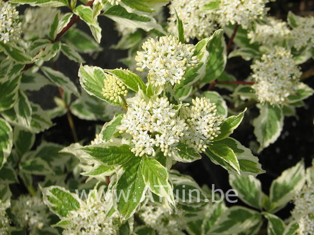 Witte kornoelje - Cornus alba siberica variegata bloem