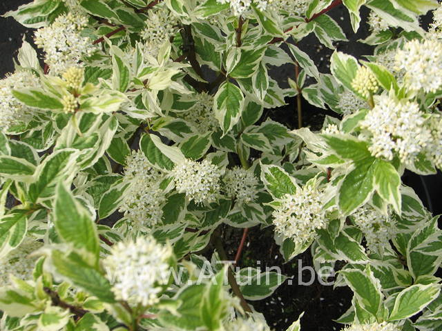 Witte kornoelje - Cornus alba siberica variegata