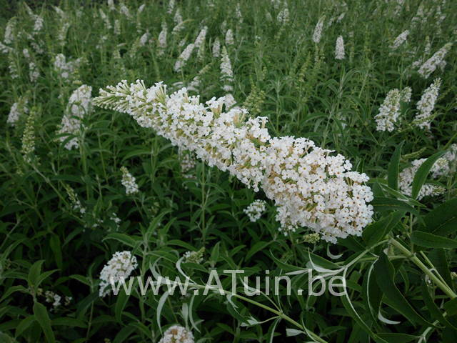 Witte vlinderstruik - Buddleja davidii White profusion