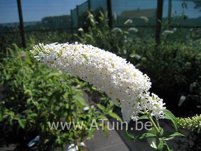 Witte vlinderstruik - Buddleja davidii White profusion - bloem