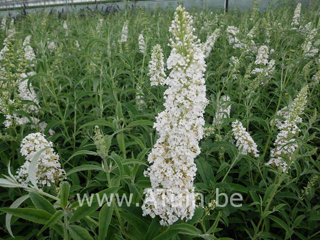 Witte vlinderstruik - Buddleja davidii White profusion - bloemen