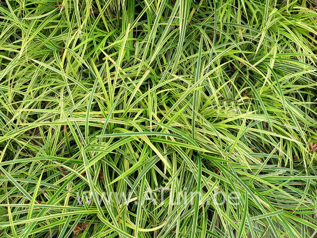 Zegge - Carex morrowii variegata