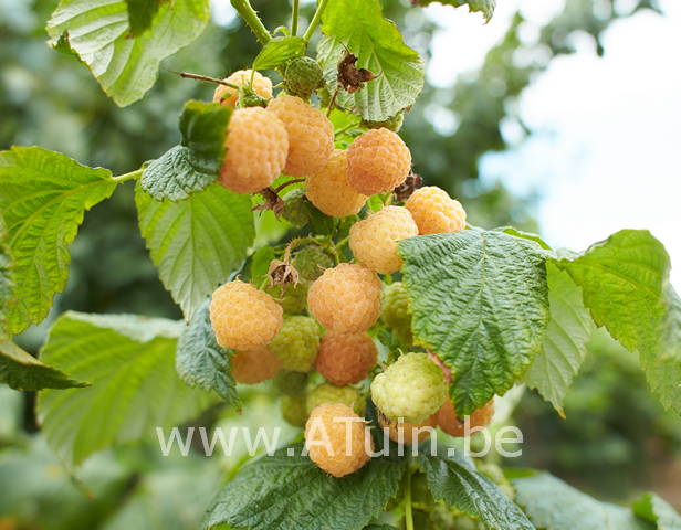 Zomer-framboos - Rubus idaeus golden bliss