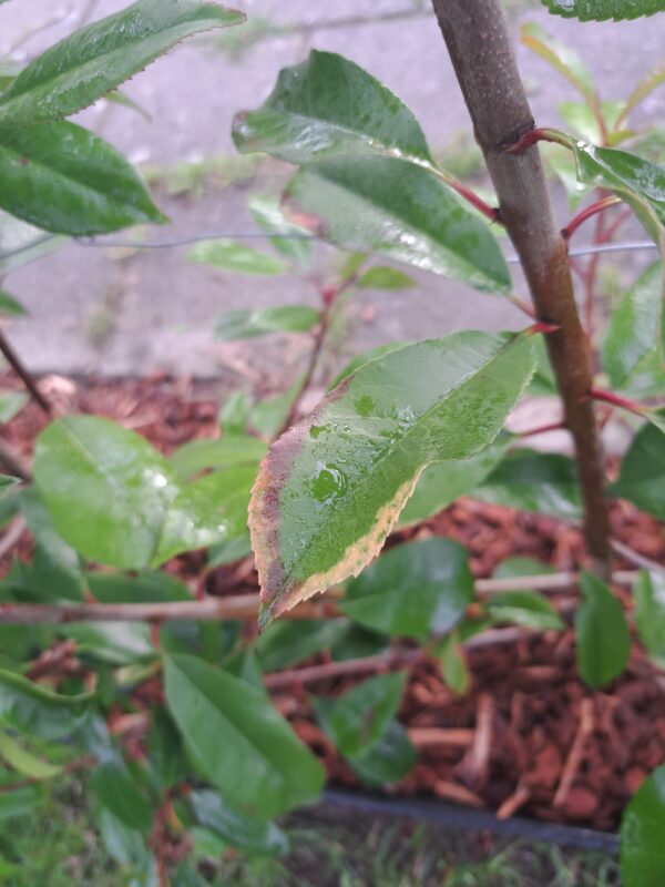 bruine vlekken op blad photinia bruine vlekken op blad photinia