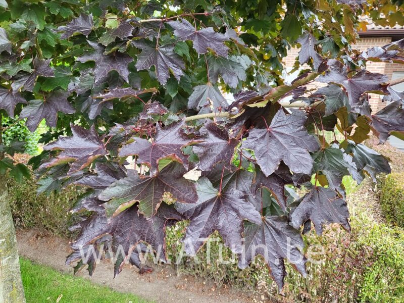 Noorse Esdoorn - Acer platanoides 'Royal Red' - blad