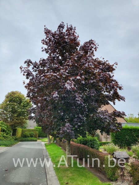 Noorse Esdoorn - Acer platanoides 'Royal Red'