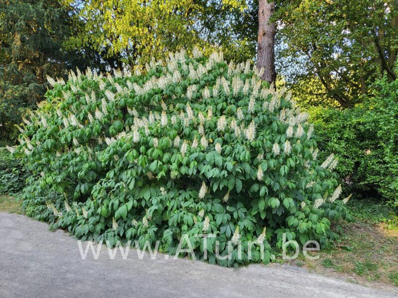 Herfst Paardenkastanje - Aesculus parviflora