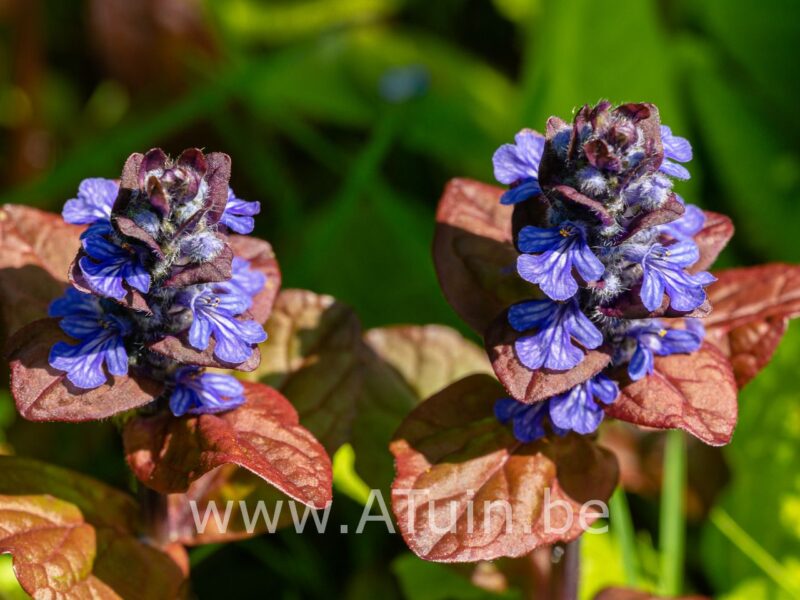 Kruipend Zenegroen - Ajuga reptans atropurpurea