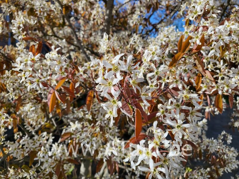 Krentenboom - Amelanchier lamarckii - bloei